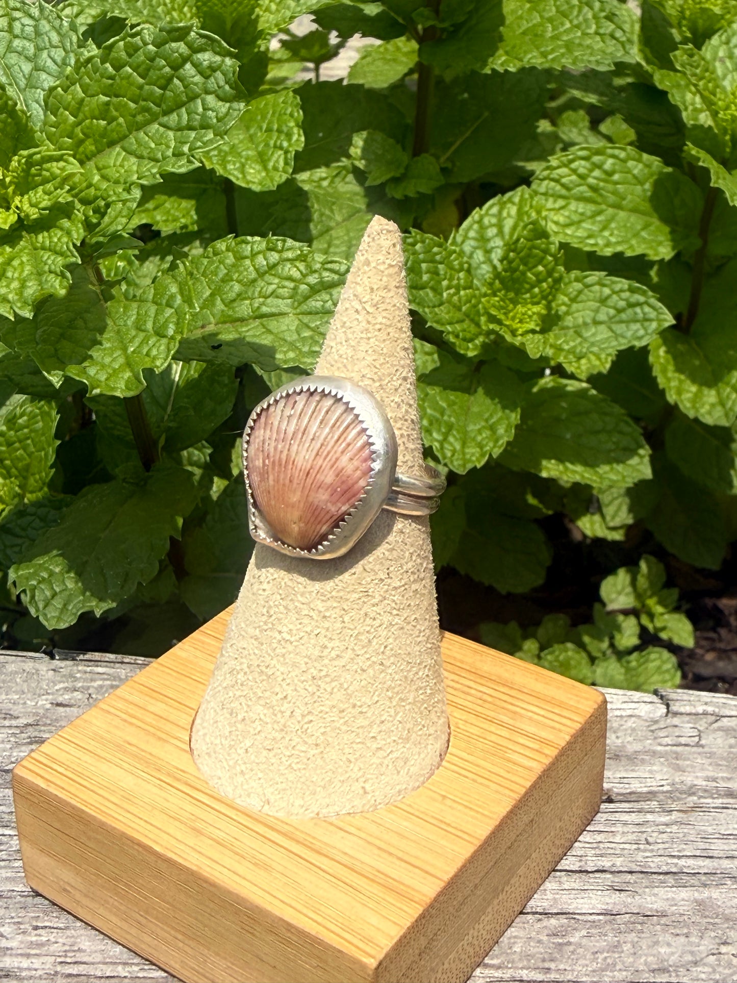 Seashell ring on double band size 6
