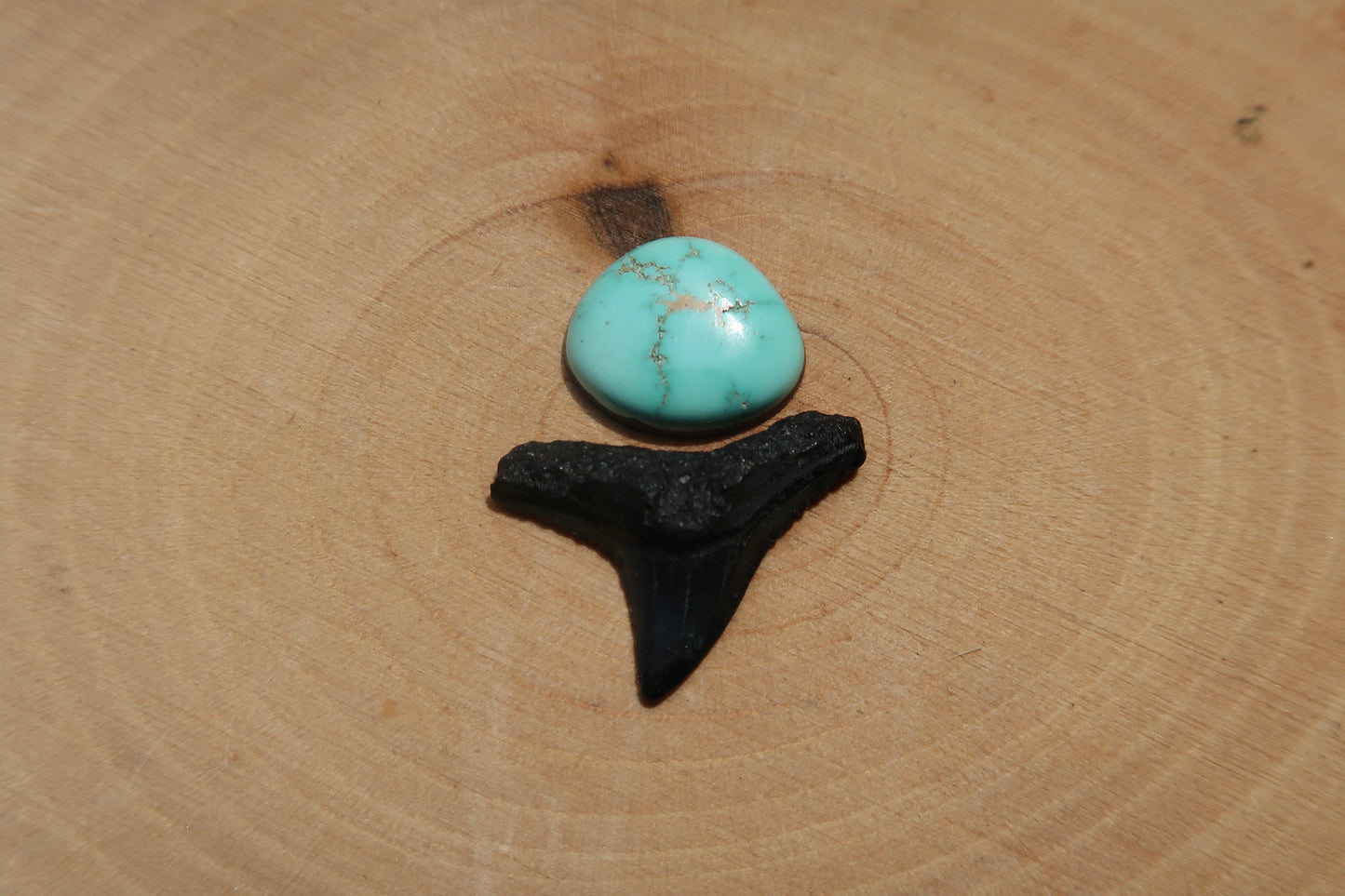Turquoise and shark tooth ring