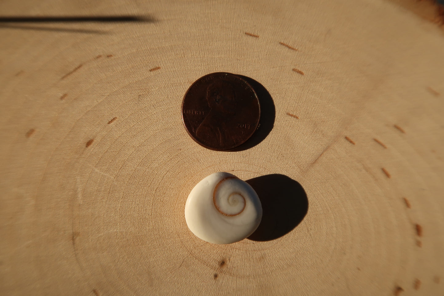 Shiva eye shell- made in your size