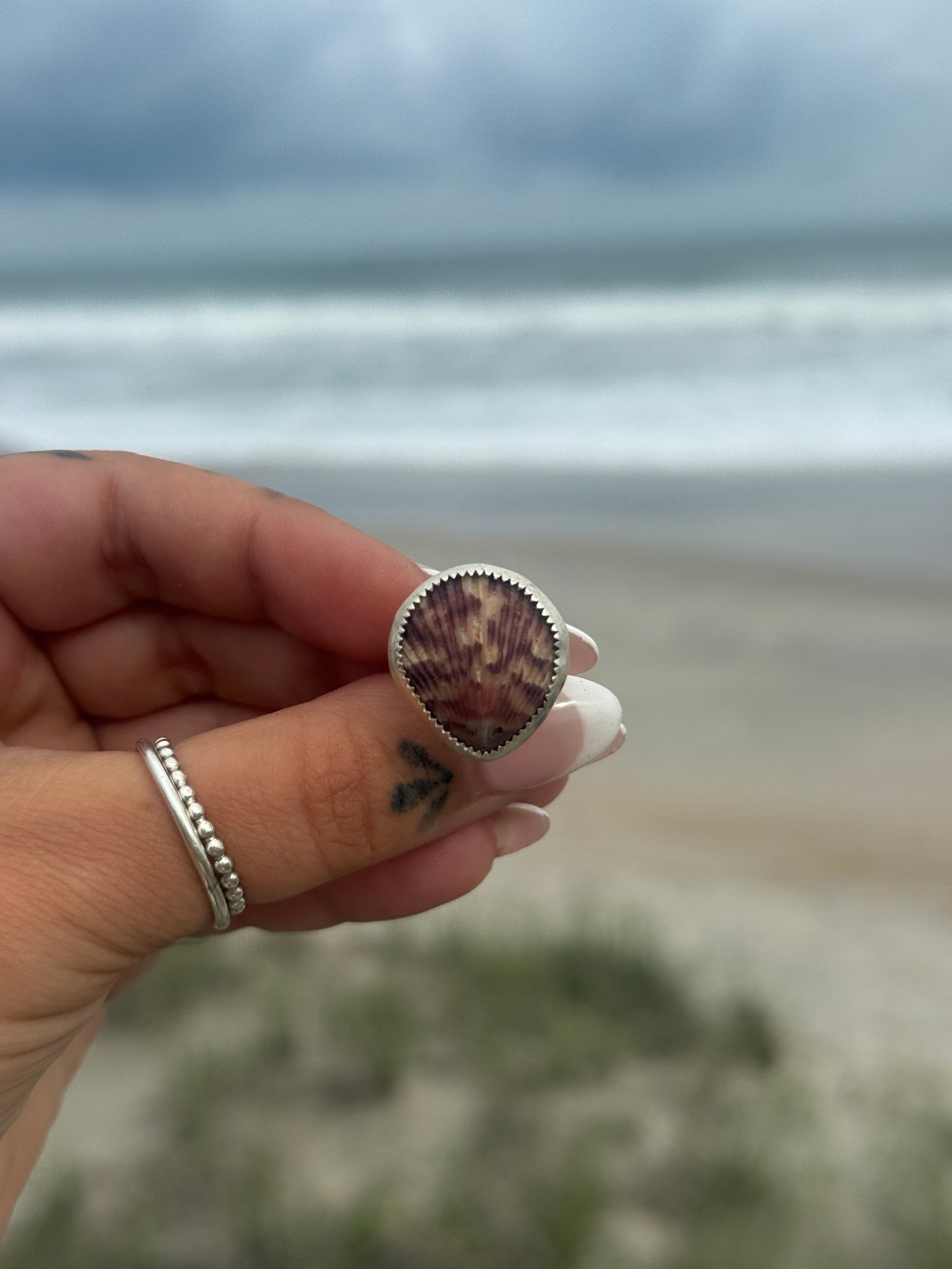 Calico scallop shell size 7