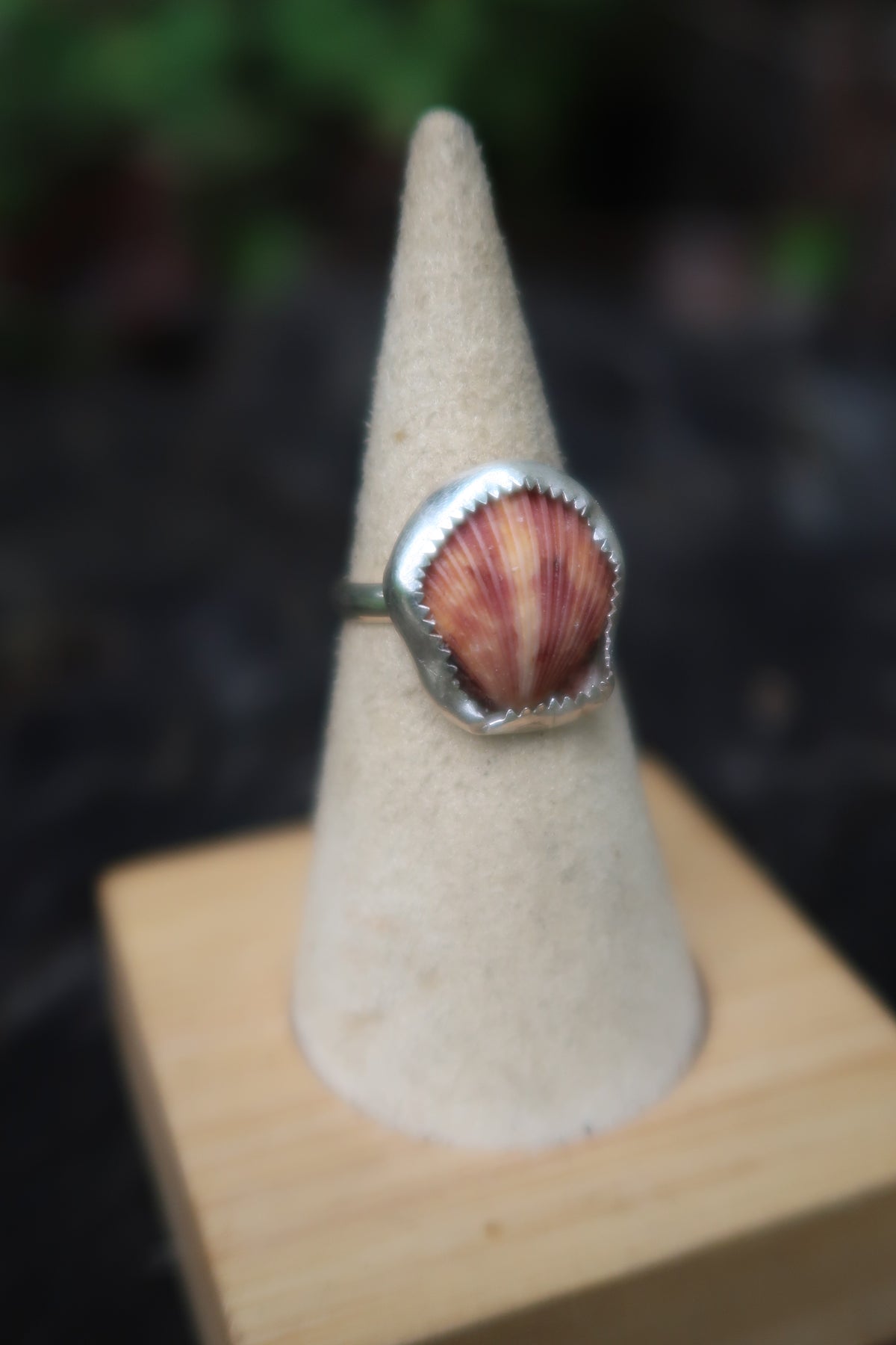 Scallop shell size 6