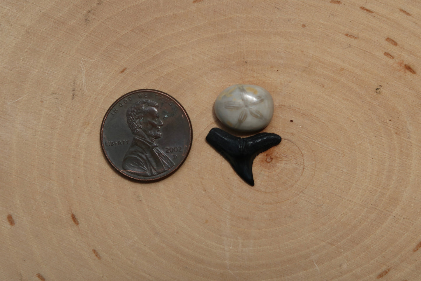 Sea biscuit and shark tooth ring