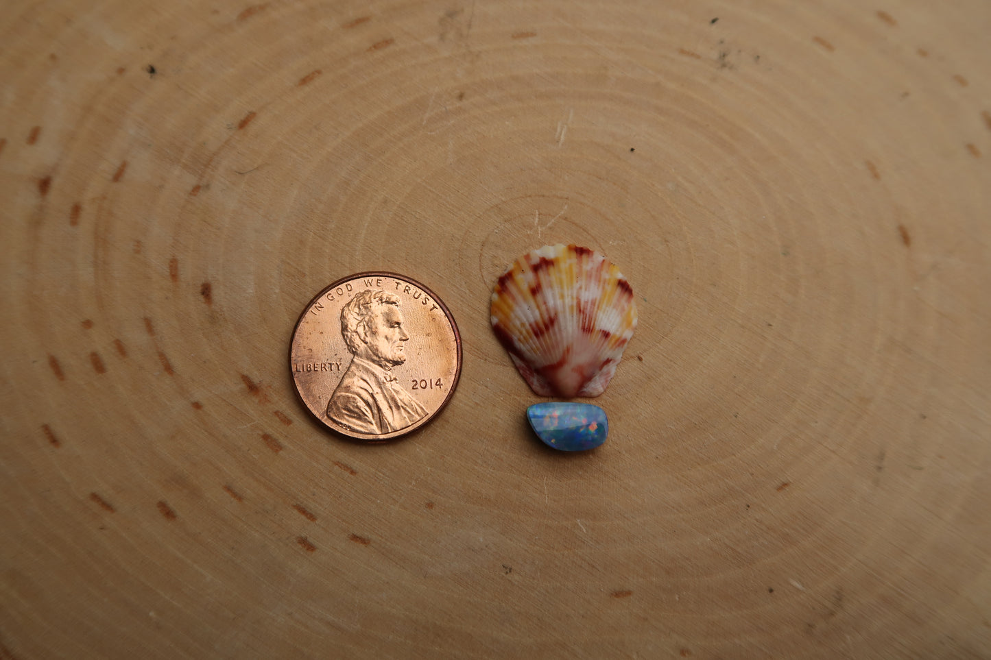 Colorful shell and opal