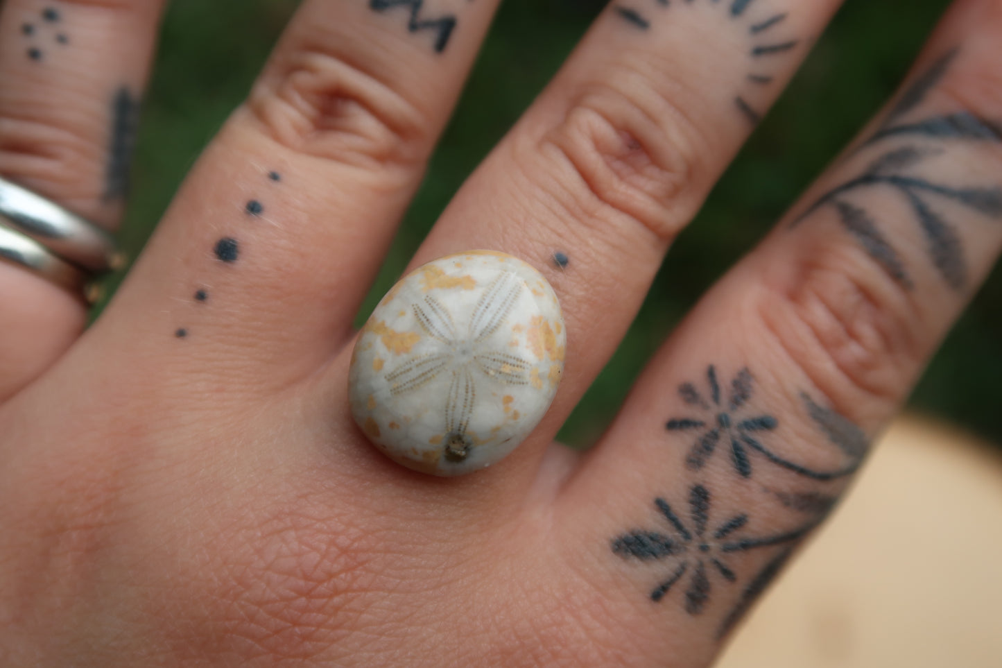 Sea biscuit ring