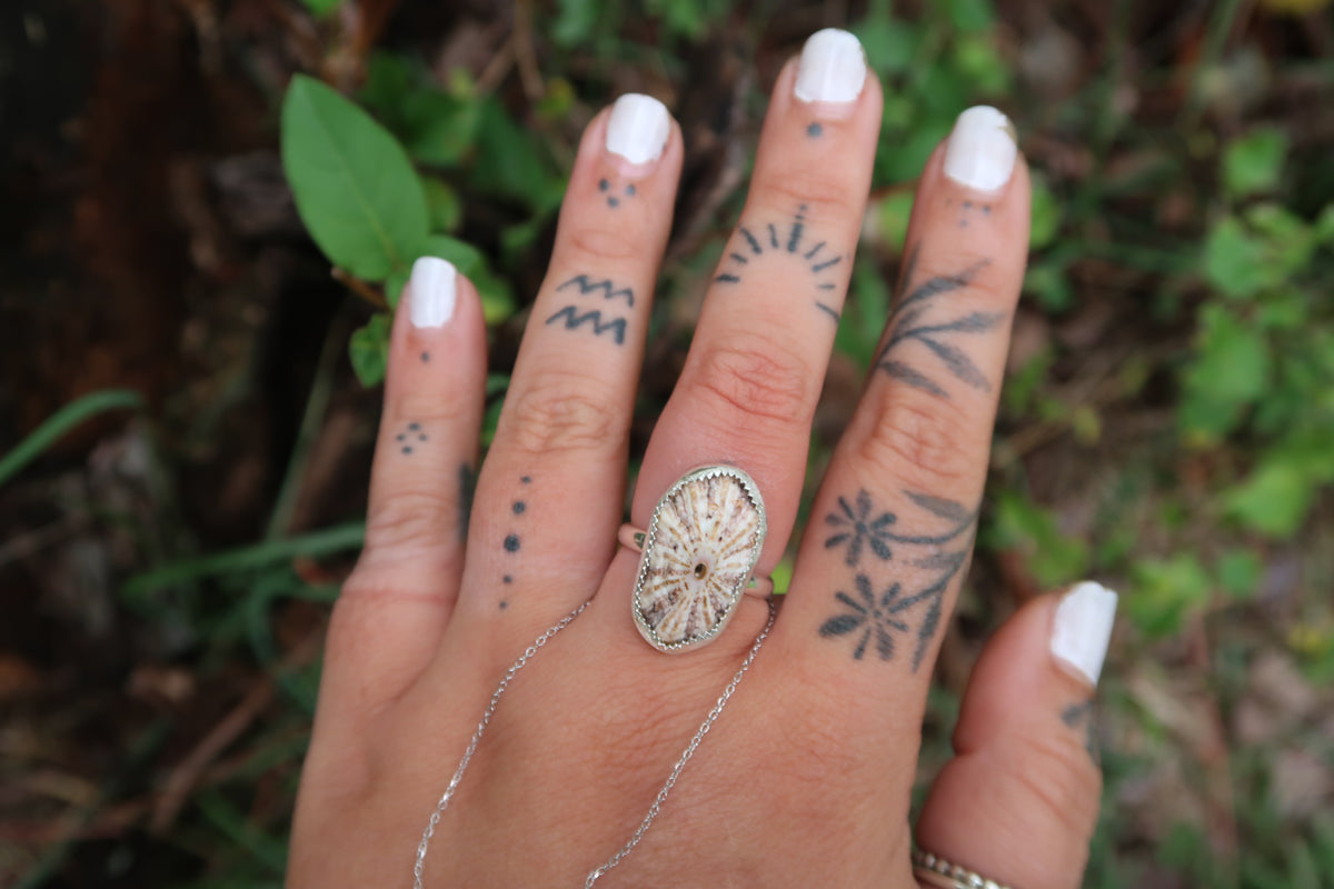 Opihi shell ring size 7