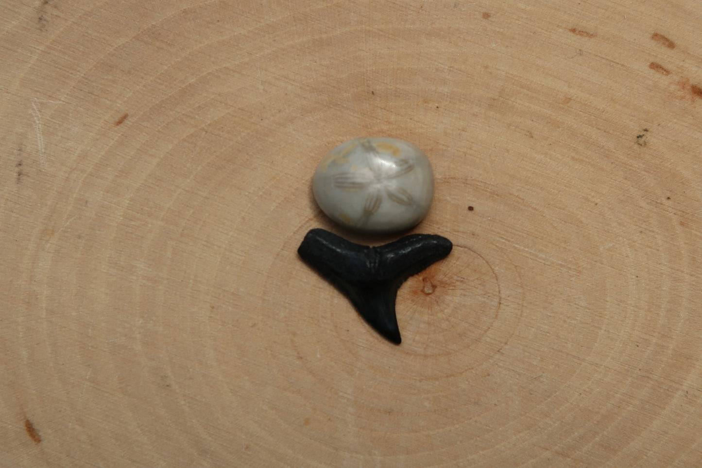 Sea biscuit and shark tooth ring