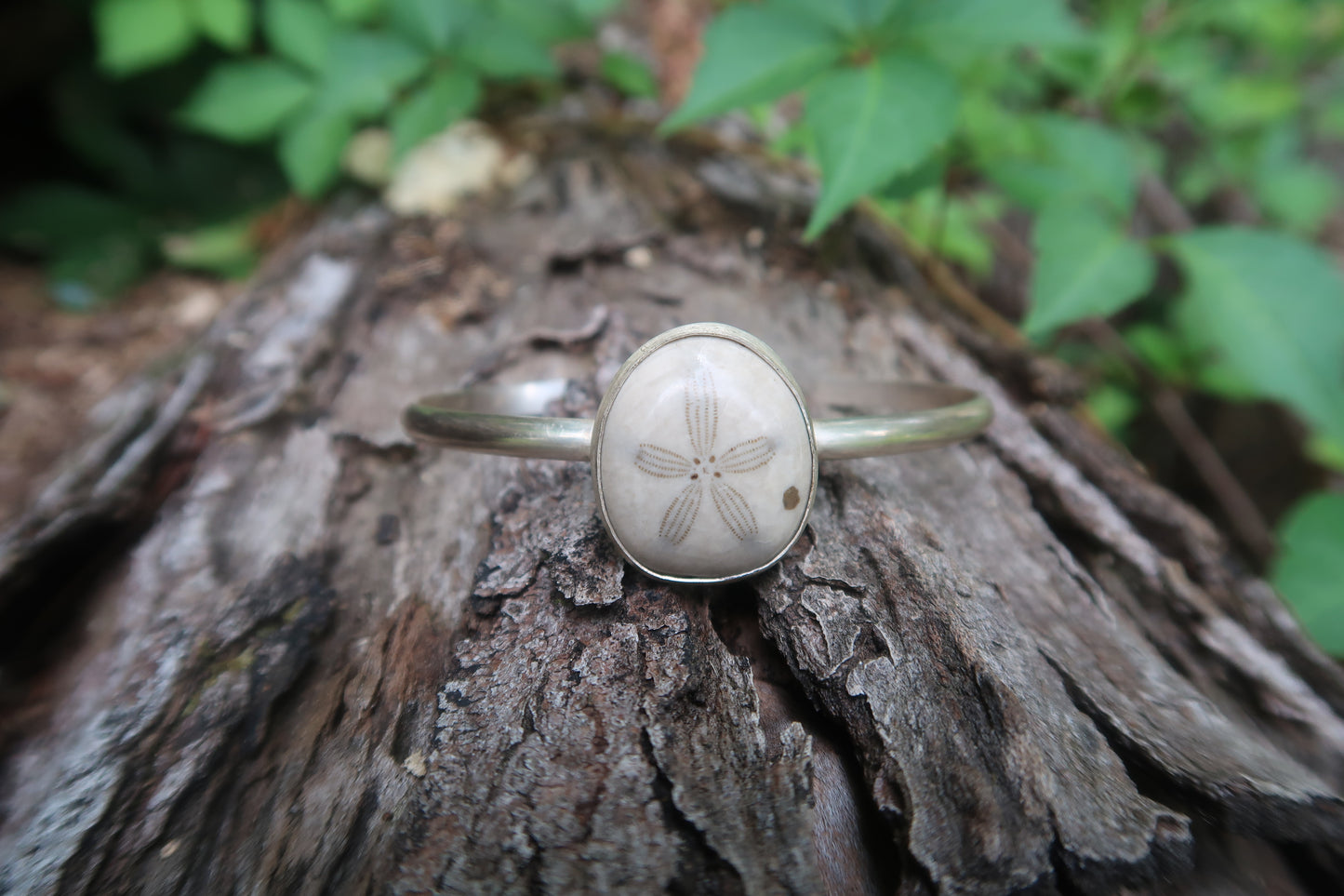 Sea biscuit cuff