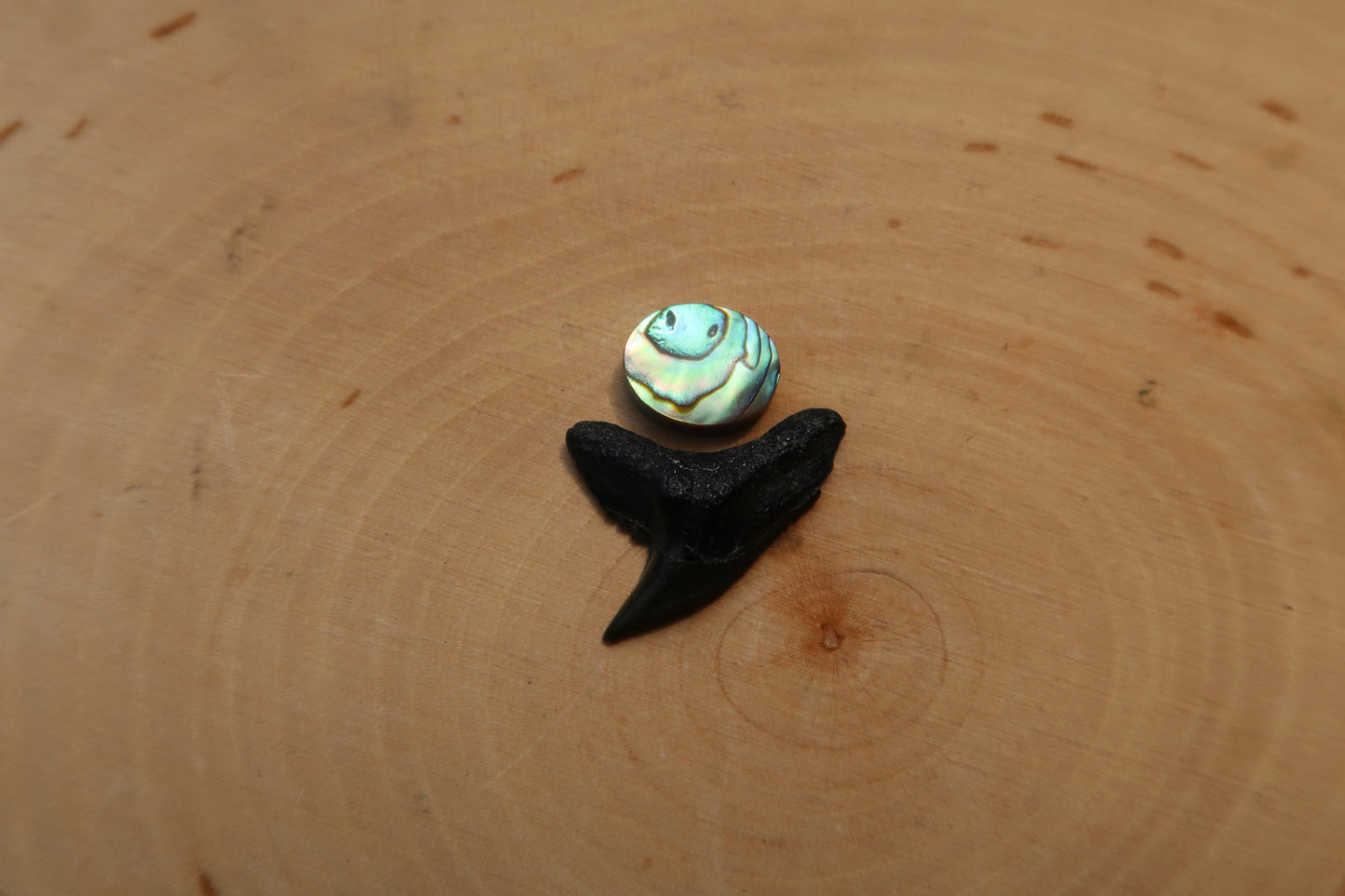 Plain abalone and shark tooth ring