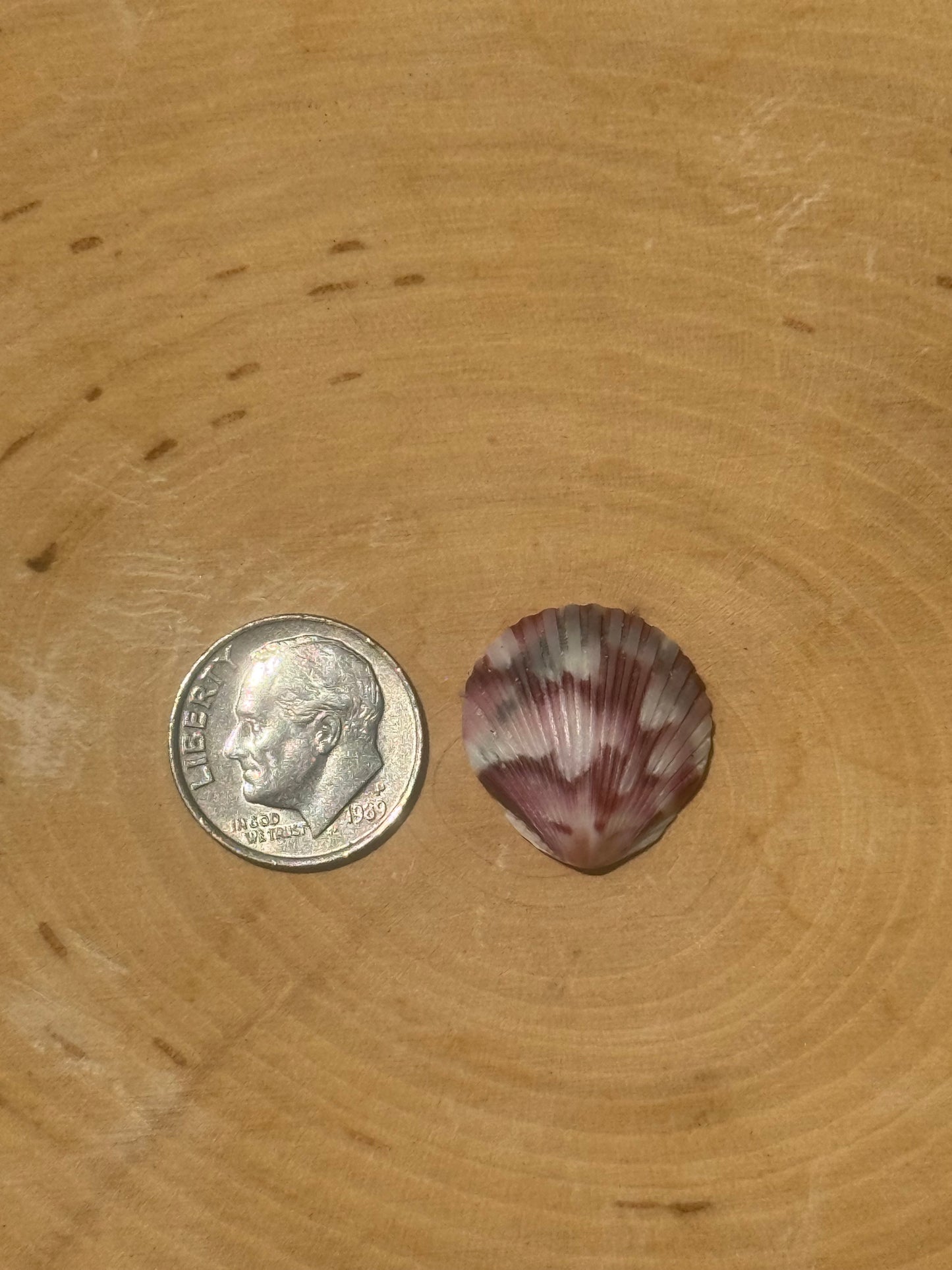 Calico shell ring #6- made in your size!