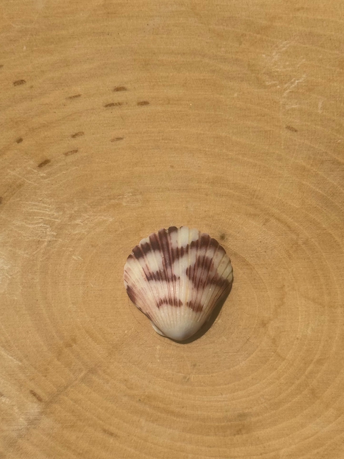 Calico shell ring #5- made in your size