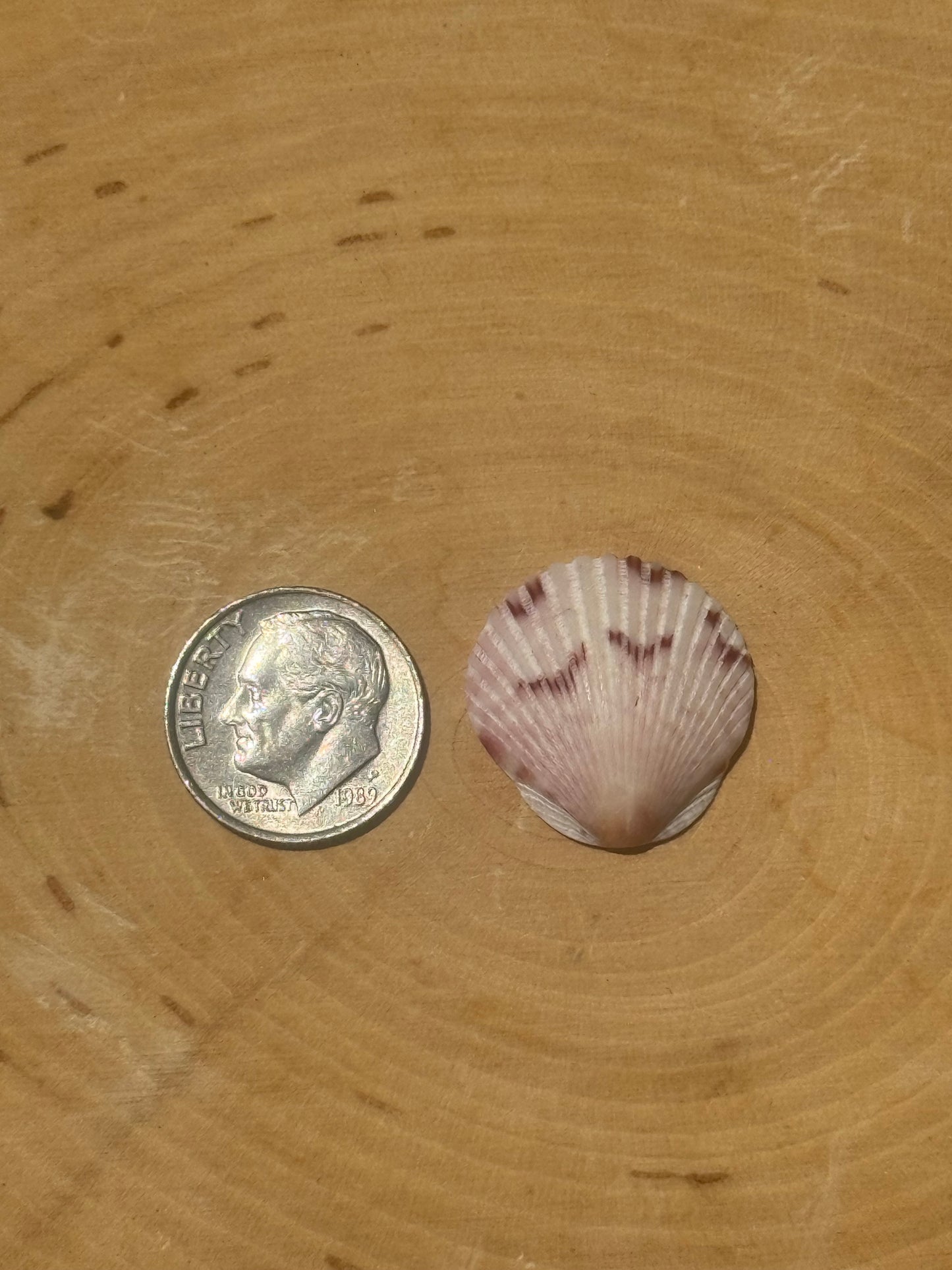 Calico shell ring #2- made in your size!