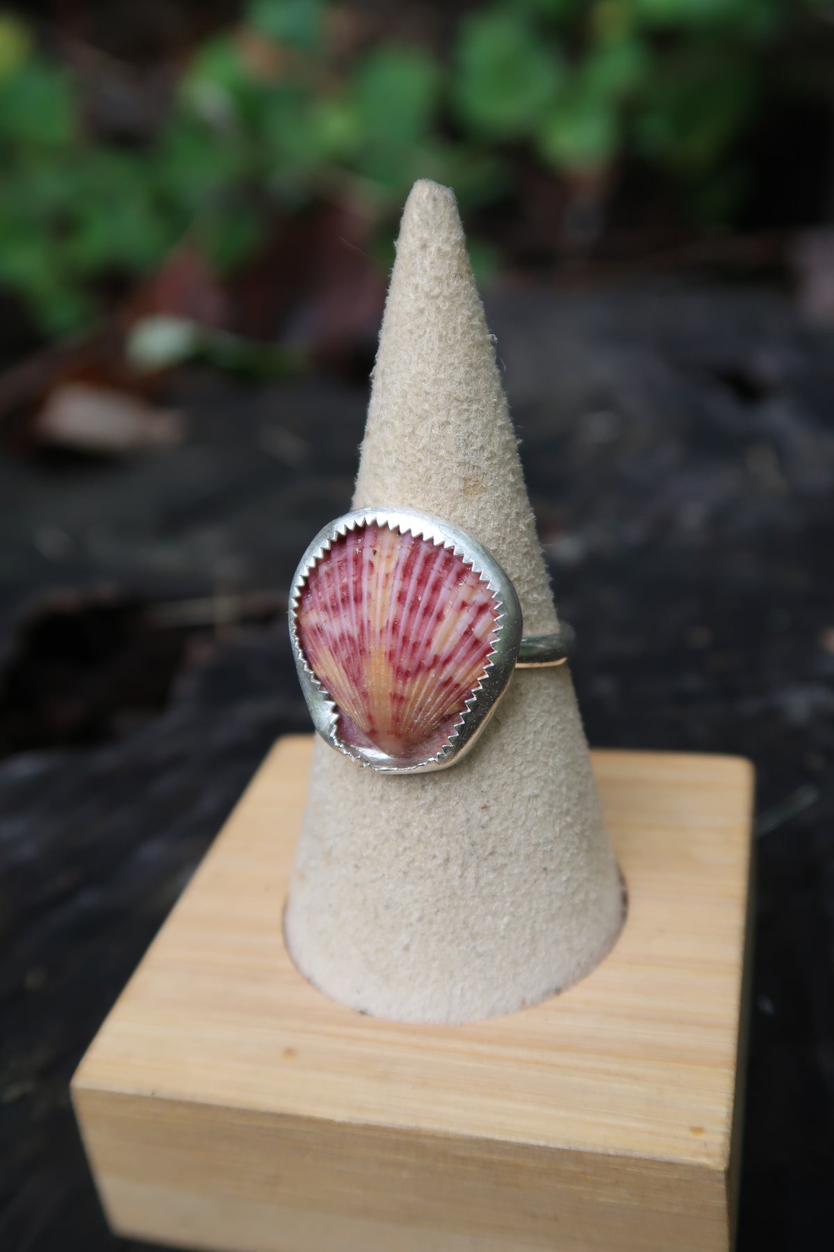 Calico scallop shell ring size 8.5