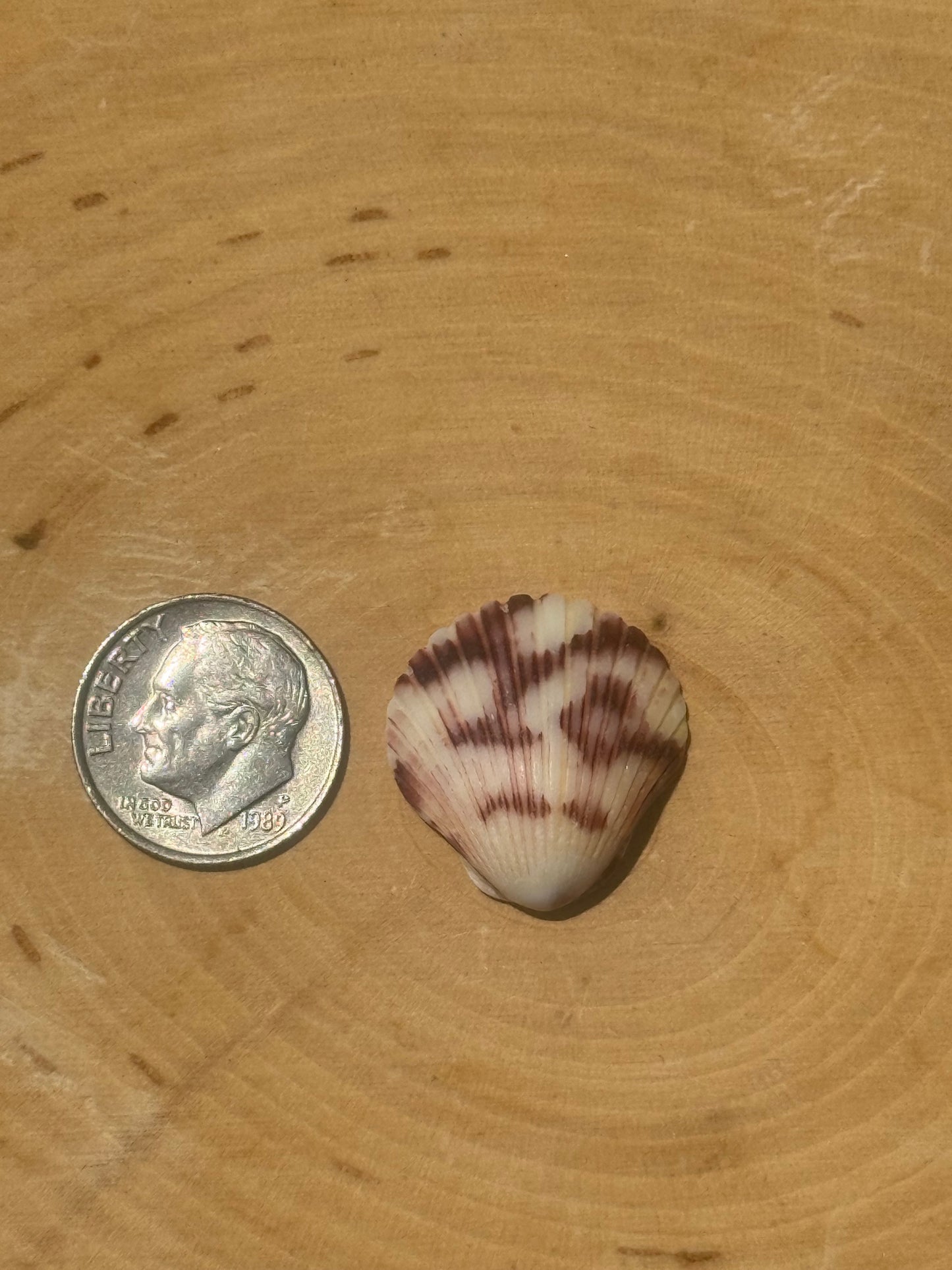 Calico shell ring #5- made in your size
