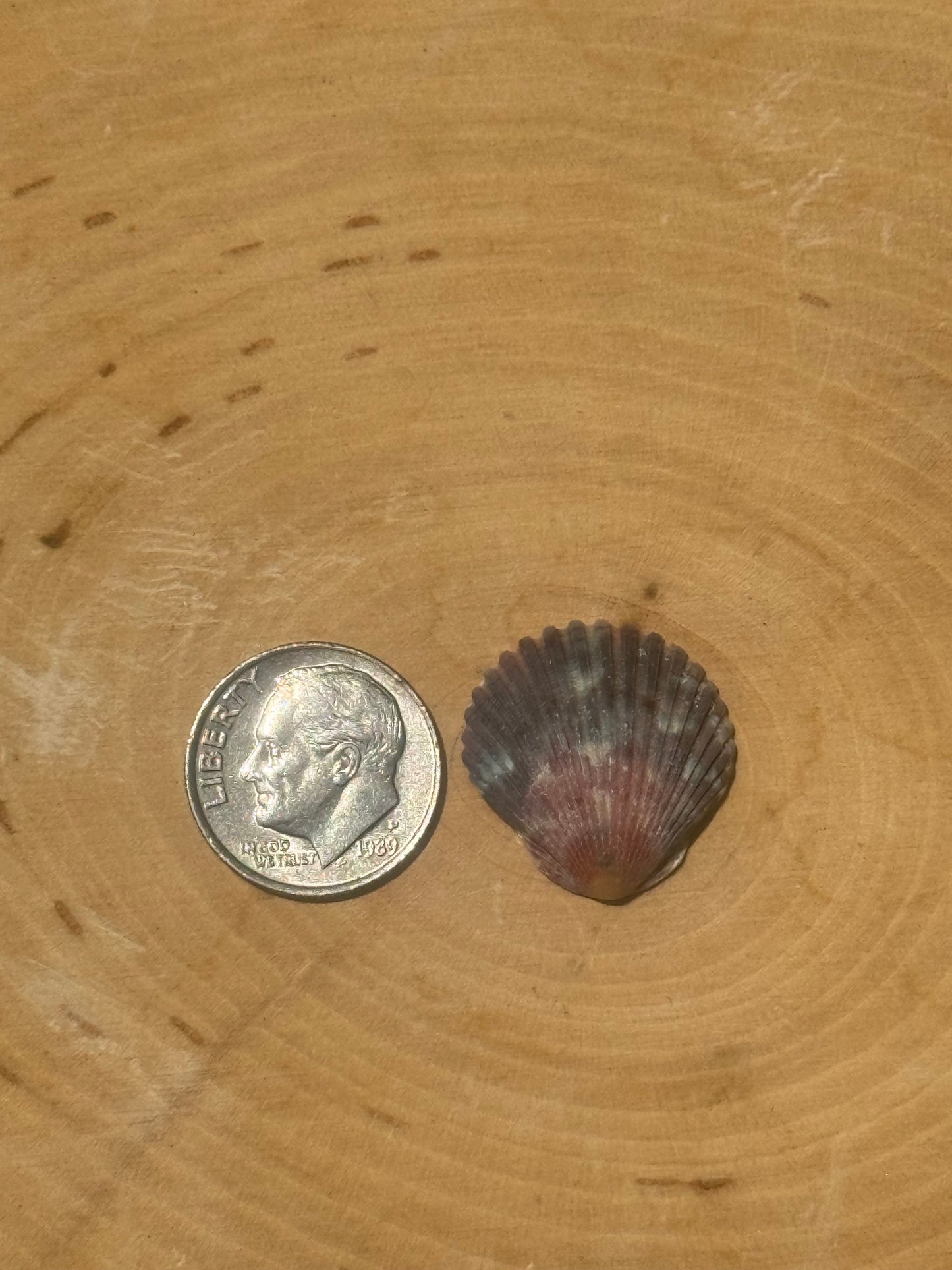 Calico shell ring #3- made in your size!