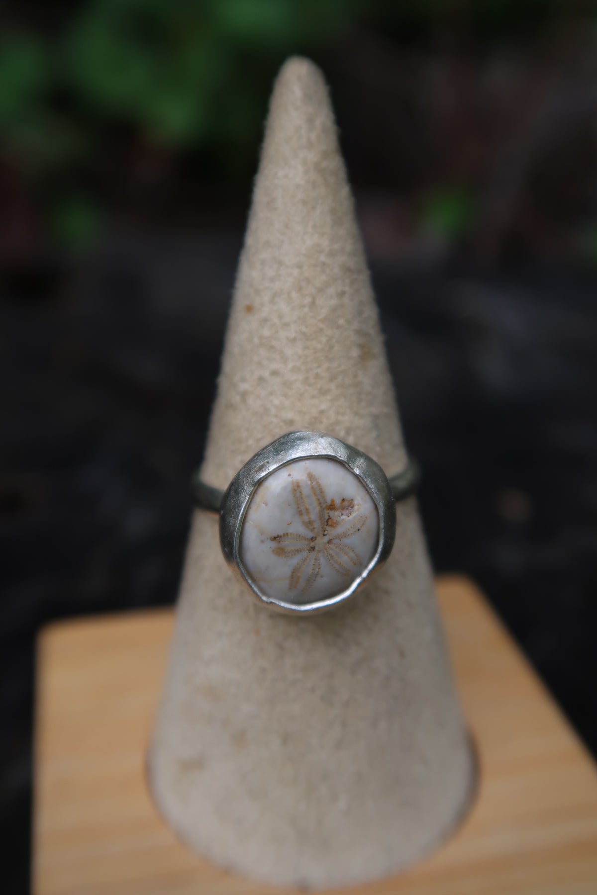 Baby sea biscuit ring size 7
