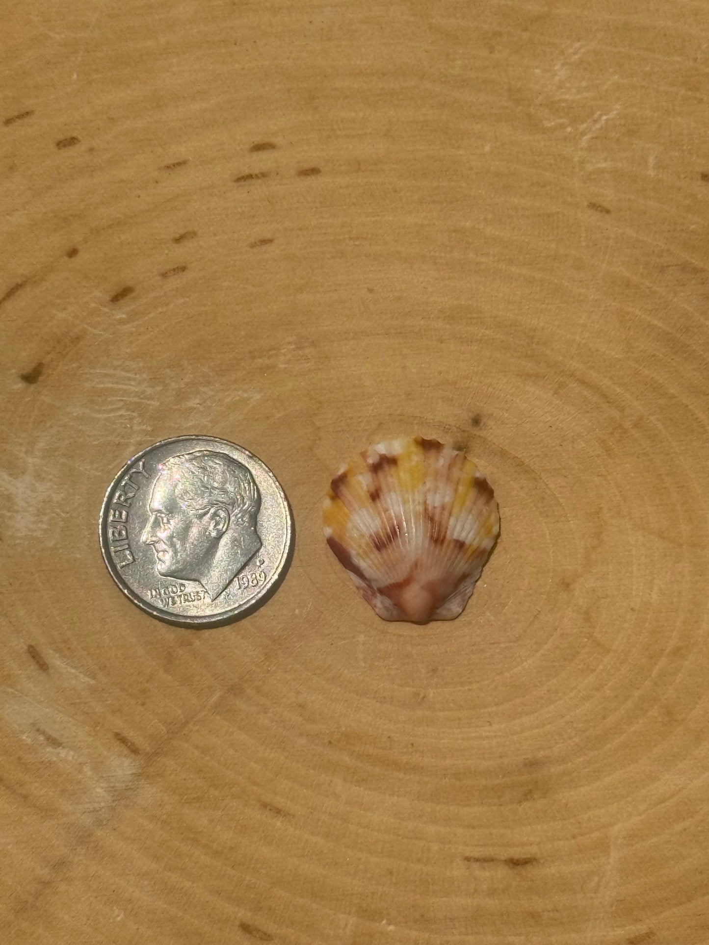 Calico shell ring #4- made in your size!