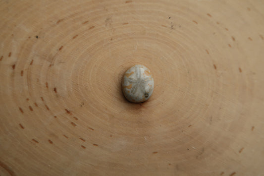 Sea biscuit ring