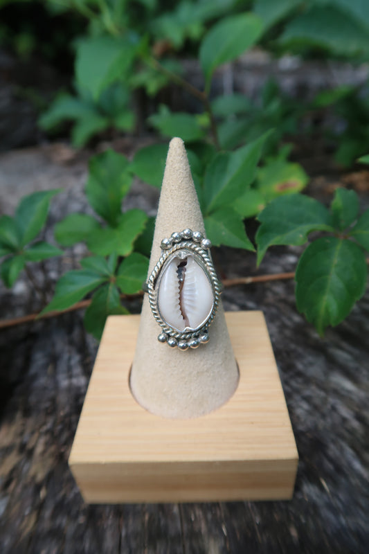 Queen cowrie shell