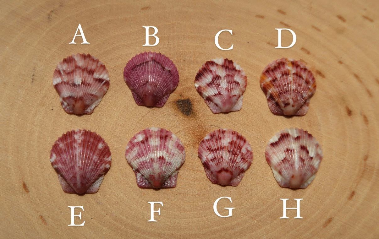 Pick your pink shell ring!