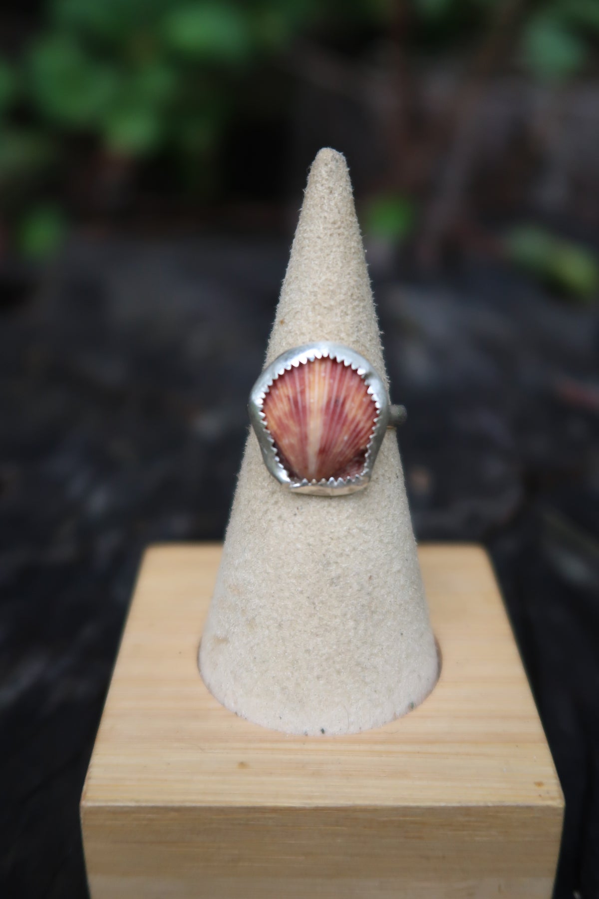 Scallop shell size 6