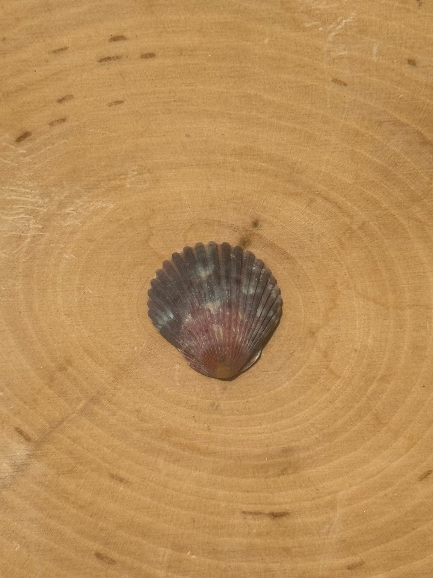 Calico shell ring #3- made in your size!