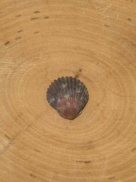 Calico shell ring #3- made in your size!