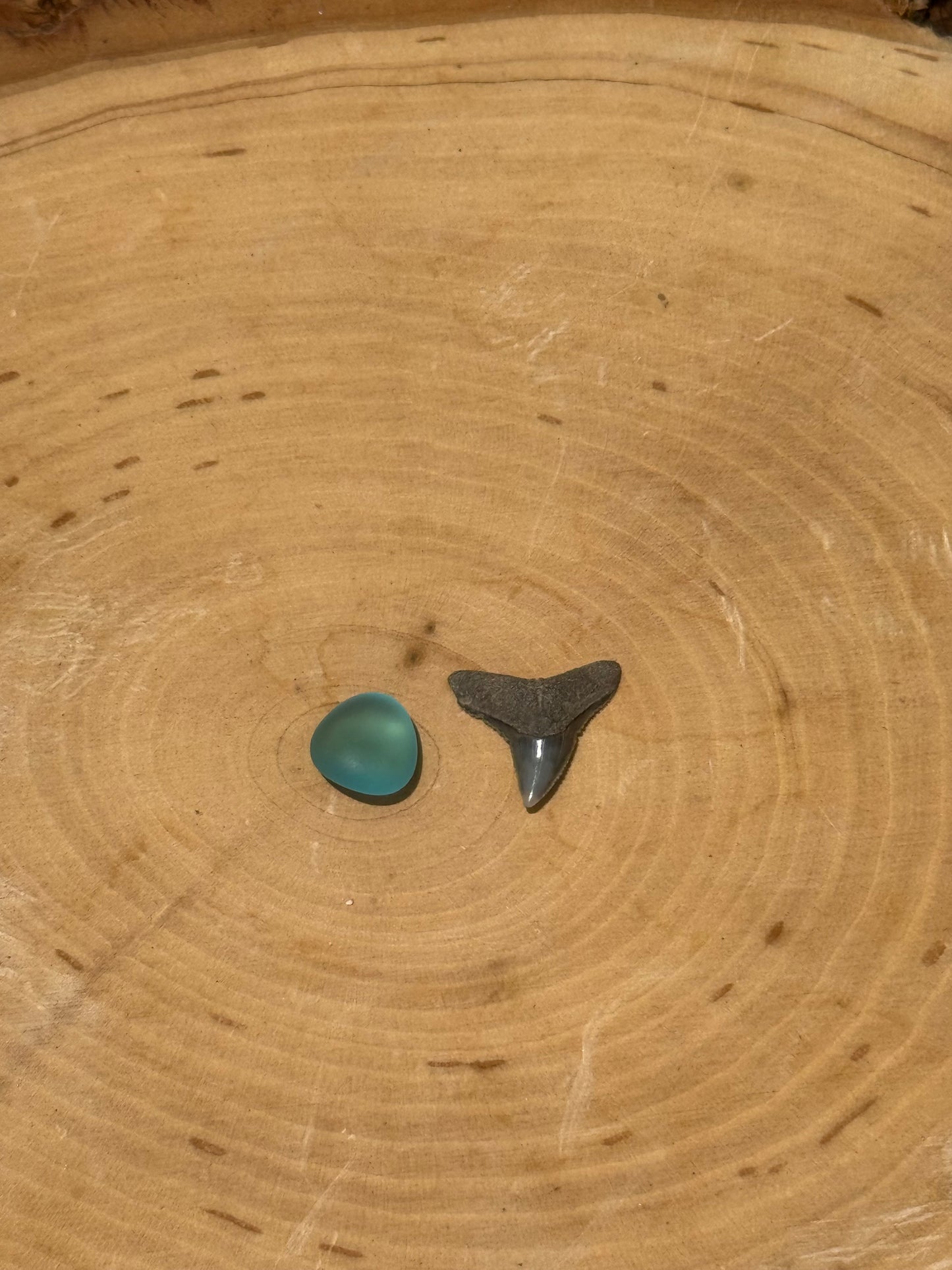 Adjustable shark tooth & blue seaglass ring- made in your size!