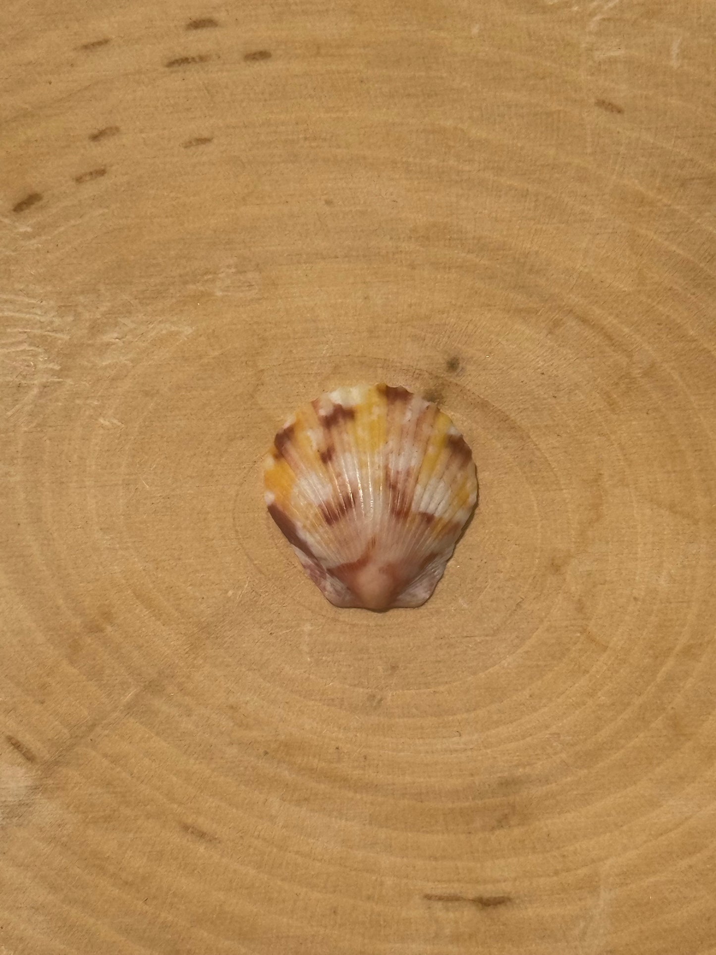 Calico shell ring #4- made in your size!
