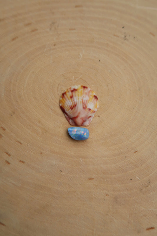 Colorful shell and opal