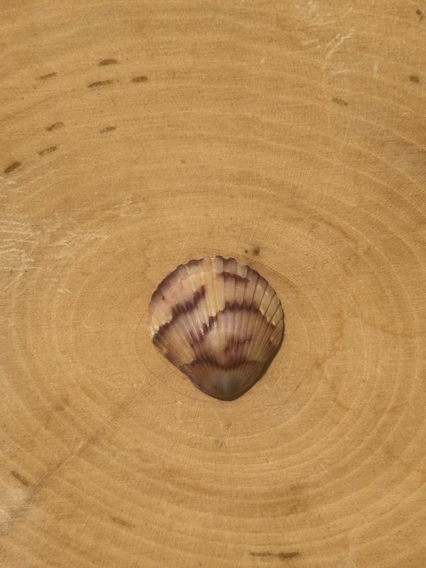 Calico shell ring #1- made in your size!