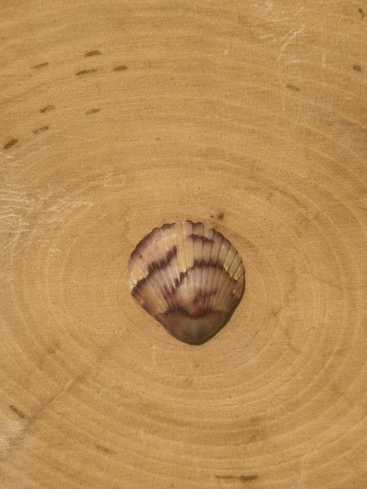 Calico shell ring #1- made in your size!