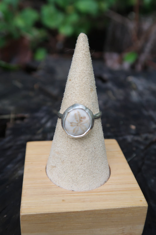 Baby sea biscuit ring size 7