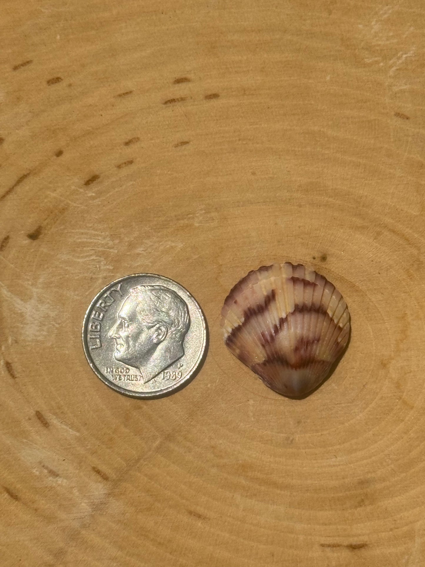 Calico shell ring #1- made in your size!