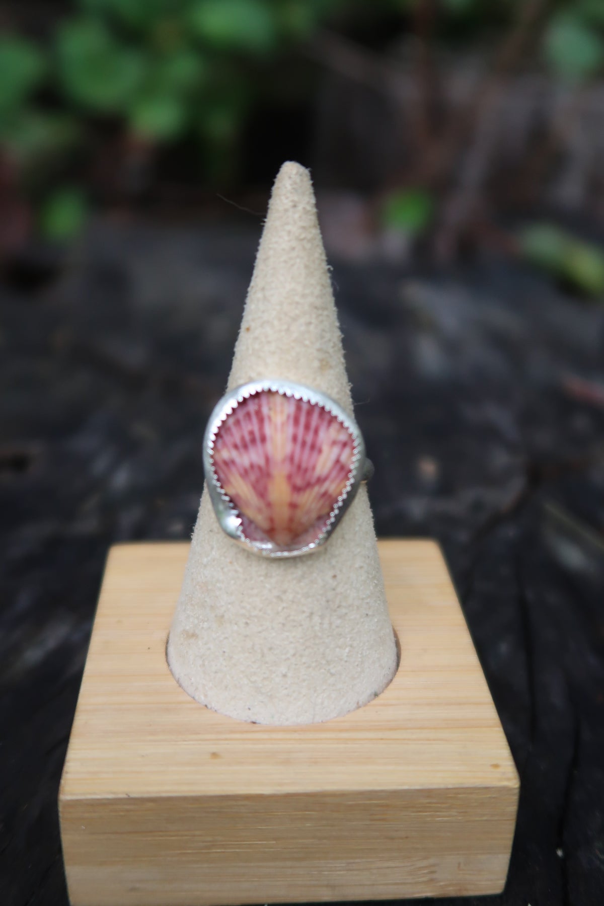 Calico scallop shell ring size 8.5