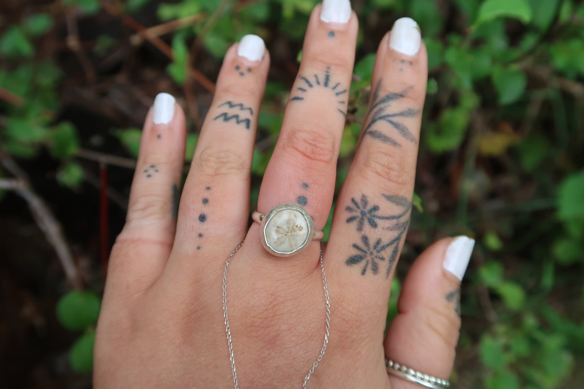 Baby sea biscuit ring size 7