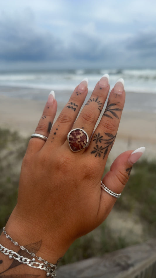 Calico scallop shell size 7
