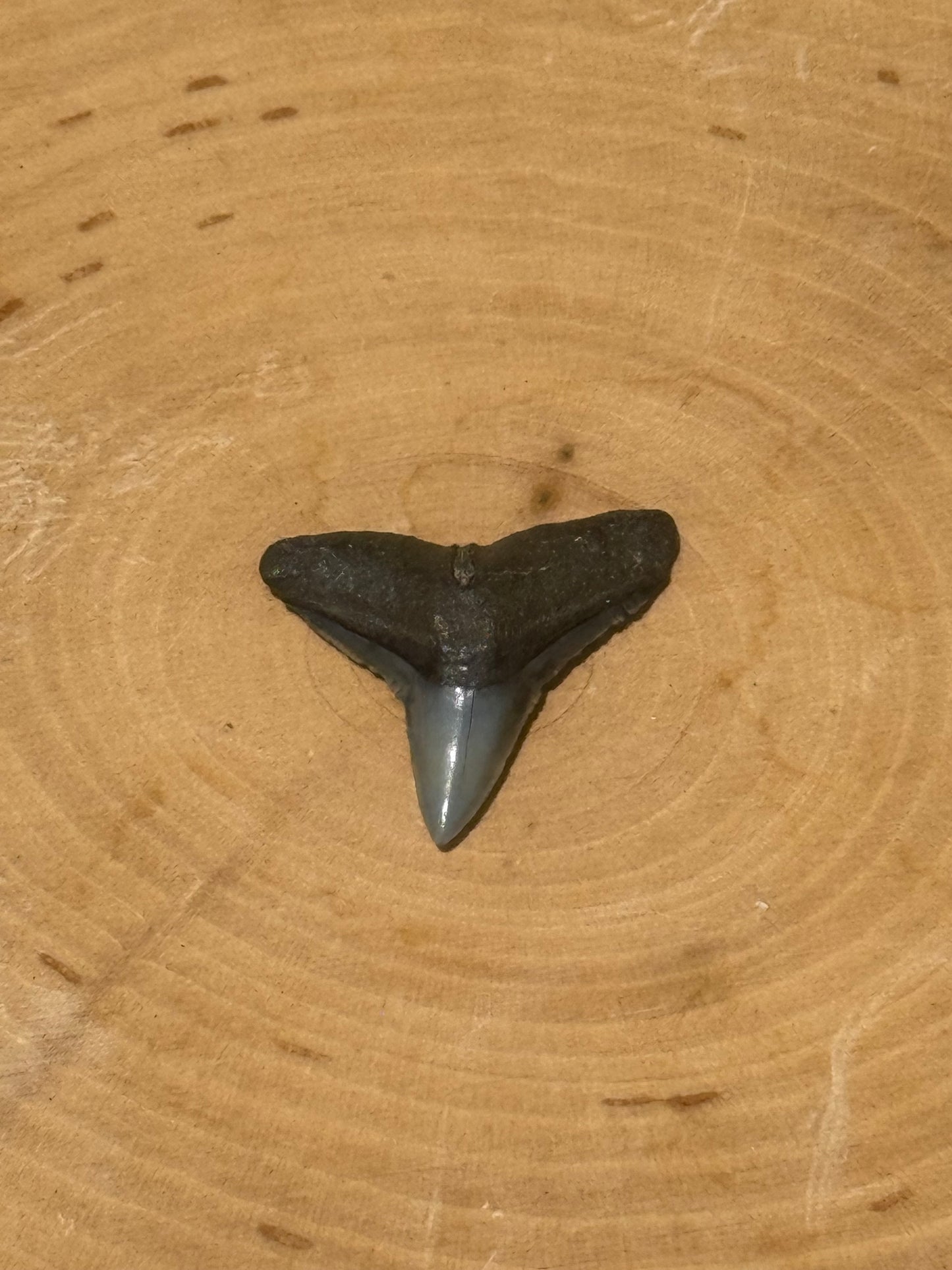 Shark tooth ring with floral band-made in your size!