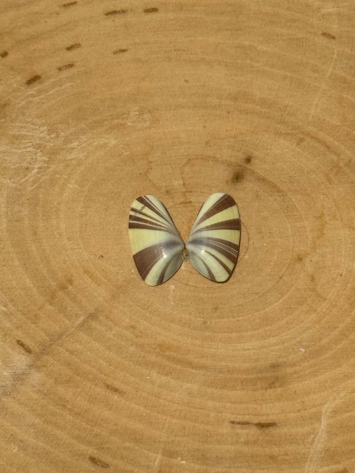 Butterfly shell ring-made in your size!