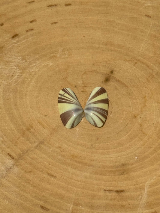 Butterfly shell ring-made in your size!
