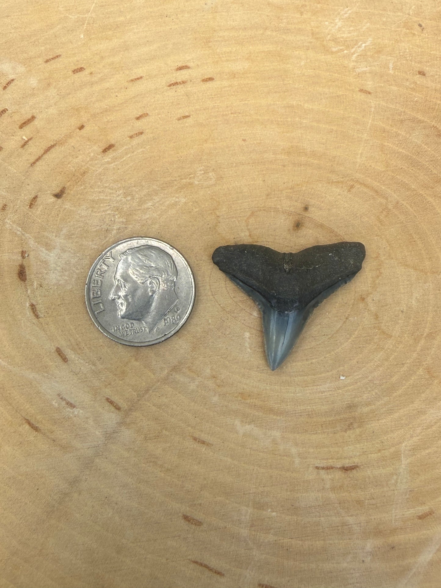 Shark tooth ring with floral band-made in your size!