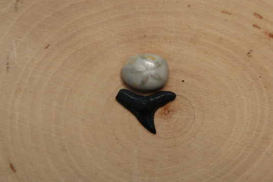 Sea biscuit and shark tooth ring
