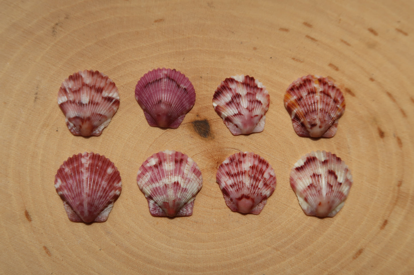 Pick your pink shell ring!