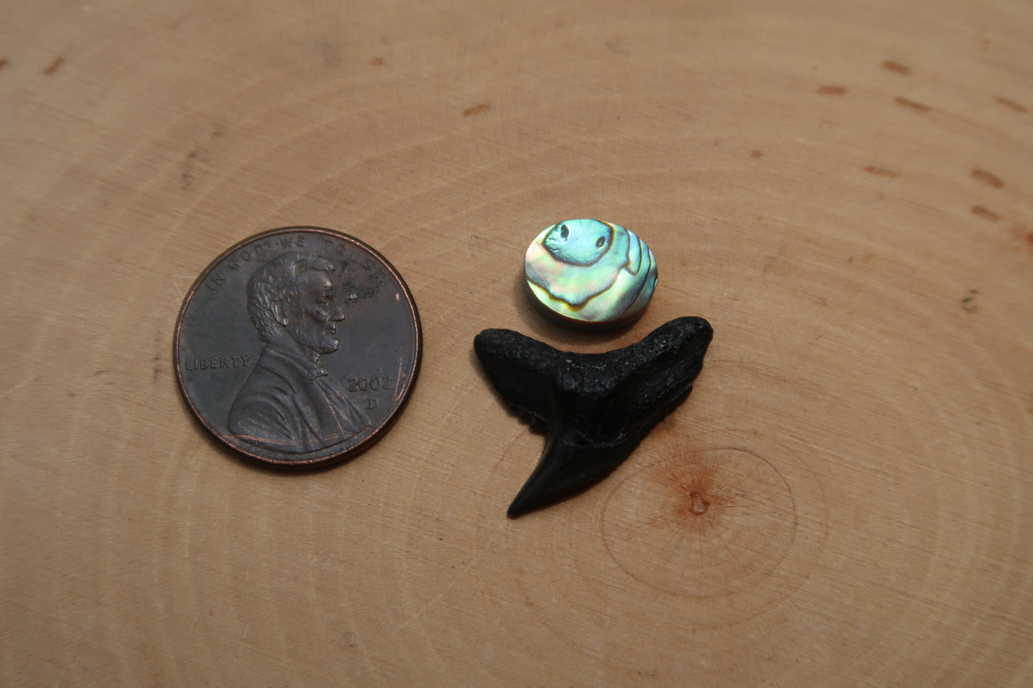Plain abalone and shark tooth ring