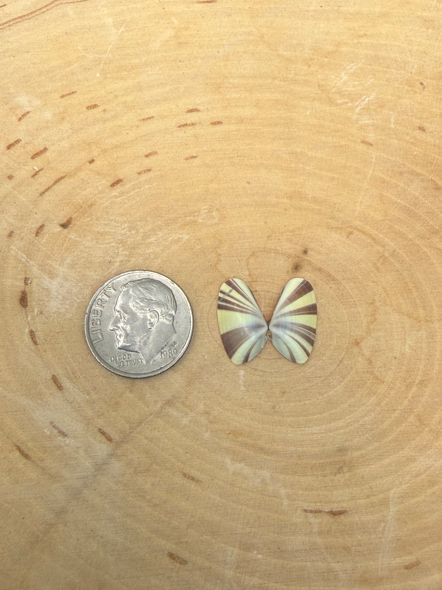 Butterfly shell ring-made in your size!