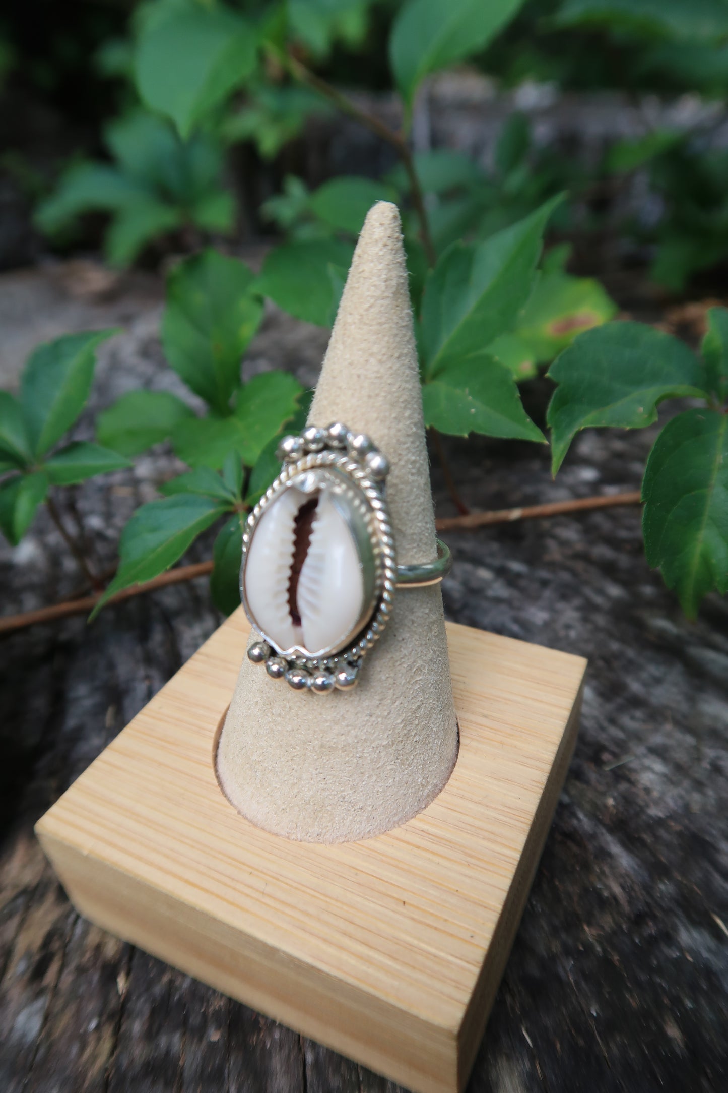 Queen cowrie shell