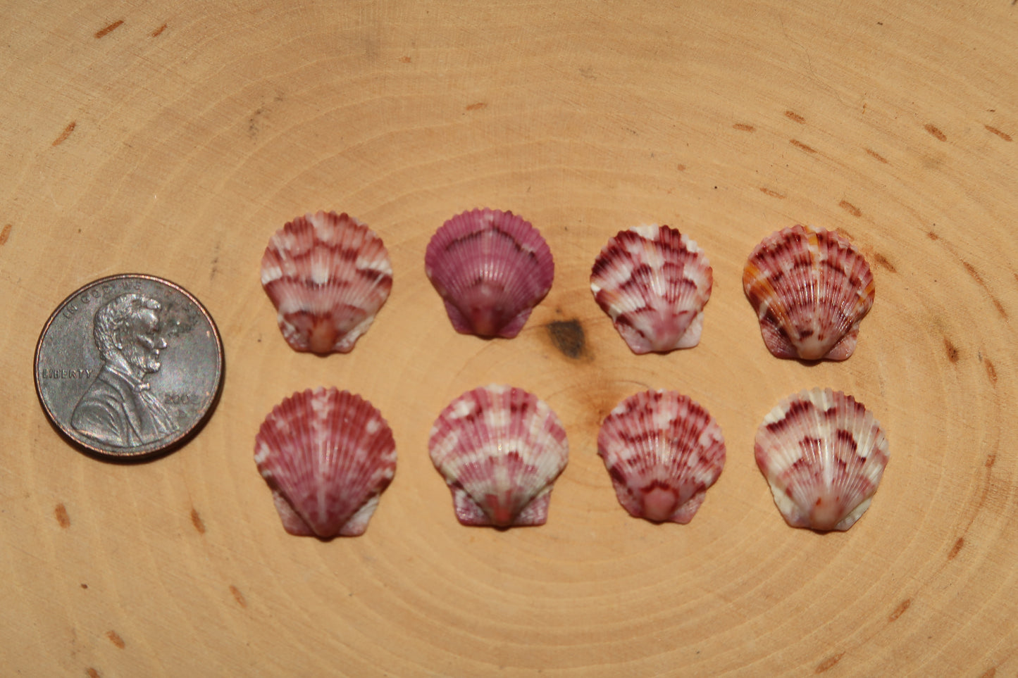 Pick your pink shell ring!