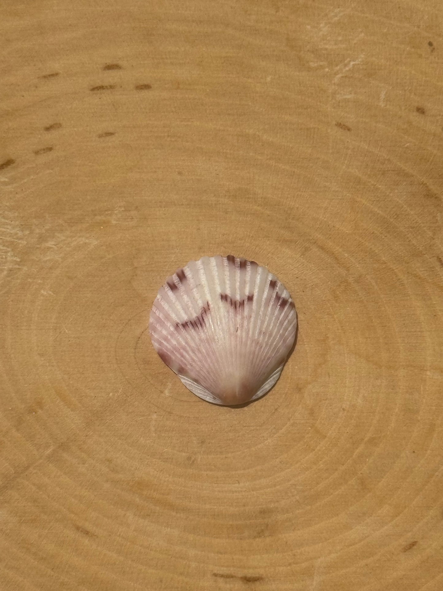 Calico shell ring #2- made in your size!