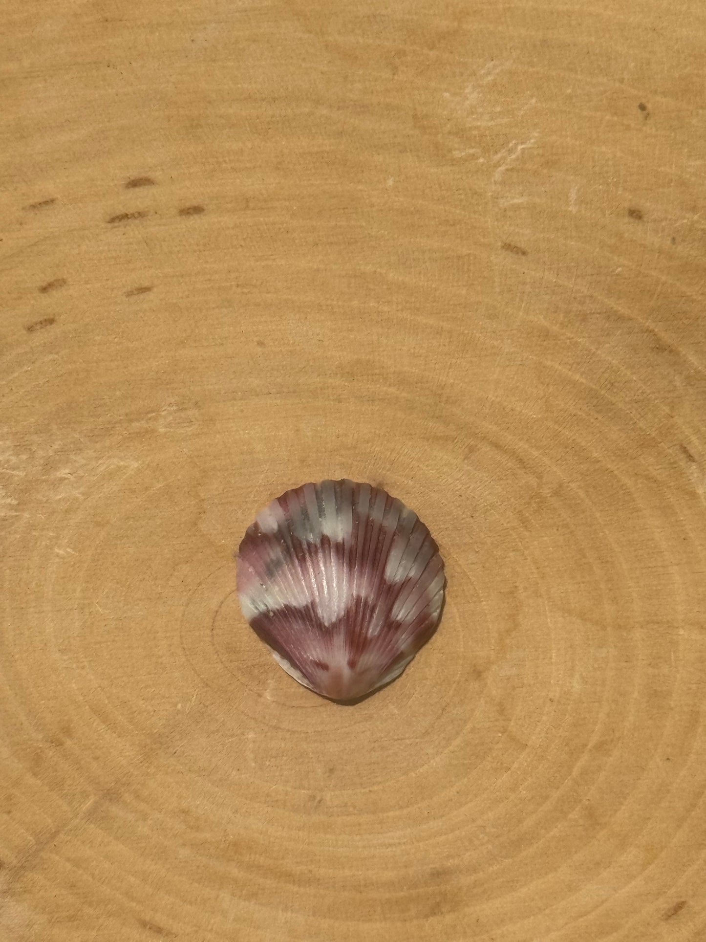 Calico shell ring #6- made in your size!