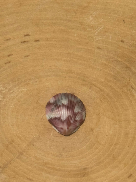 Calico shell ring #6- made in your size!