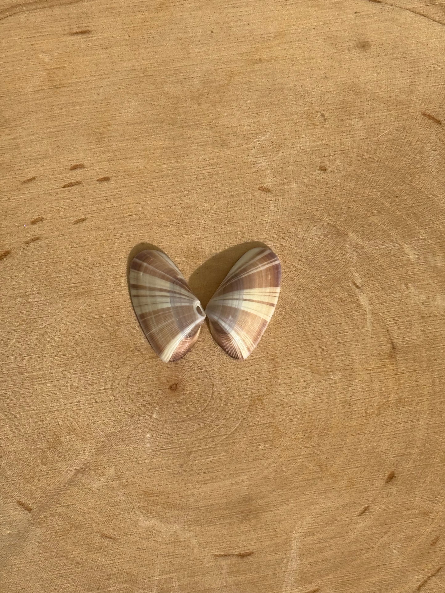 Butterfly shell ring-made in your size!